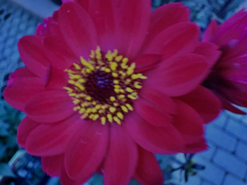 ダリア