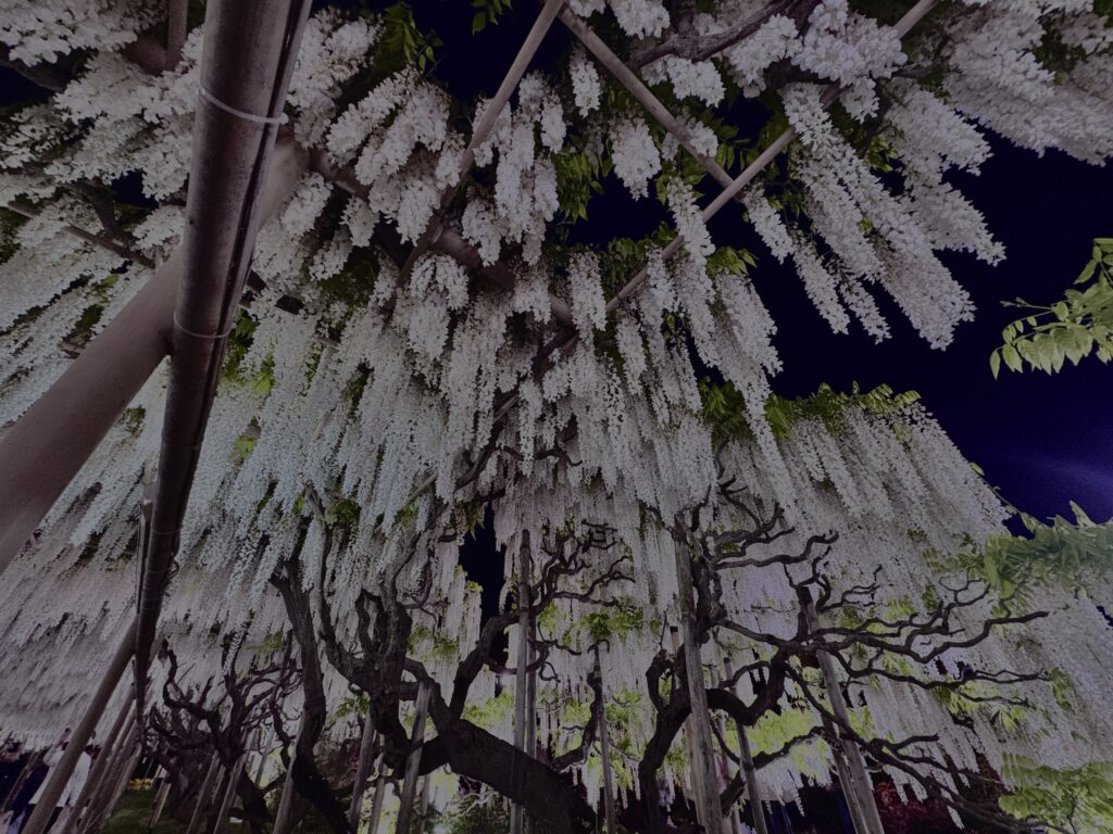 藤