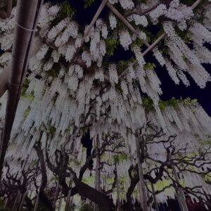 藤