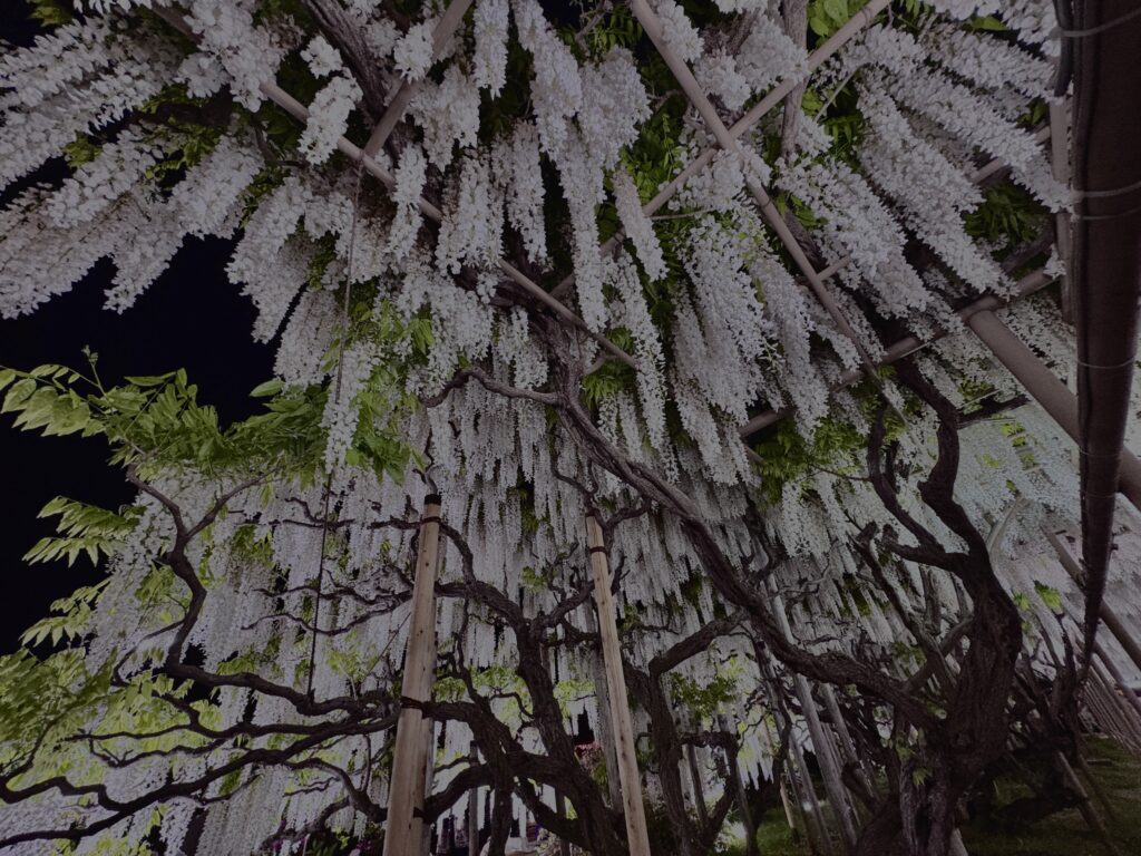 藤,藤棚,マメ科,ツル,花,木,