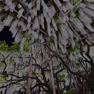 藤,藤棚,マメ科,ツル,花,木,