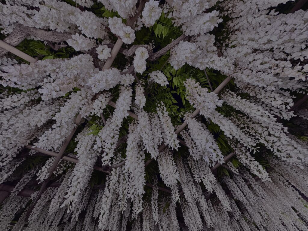 藤,藤棚,マメ科,ツル,花,木,