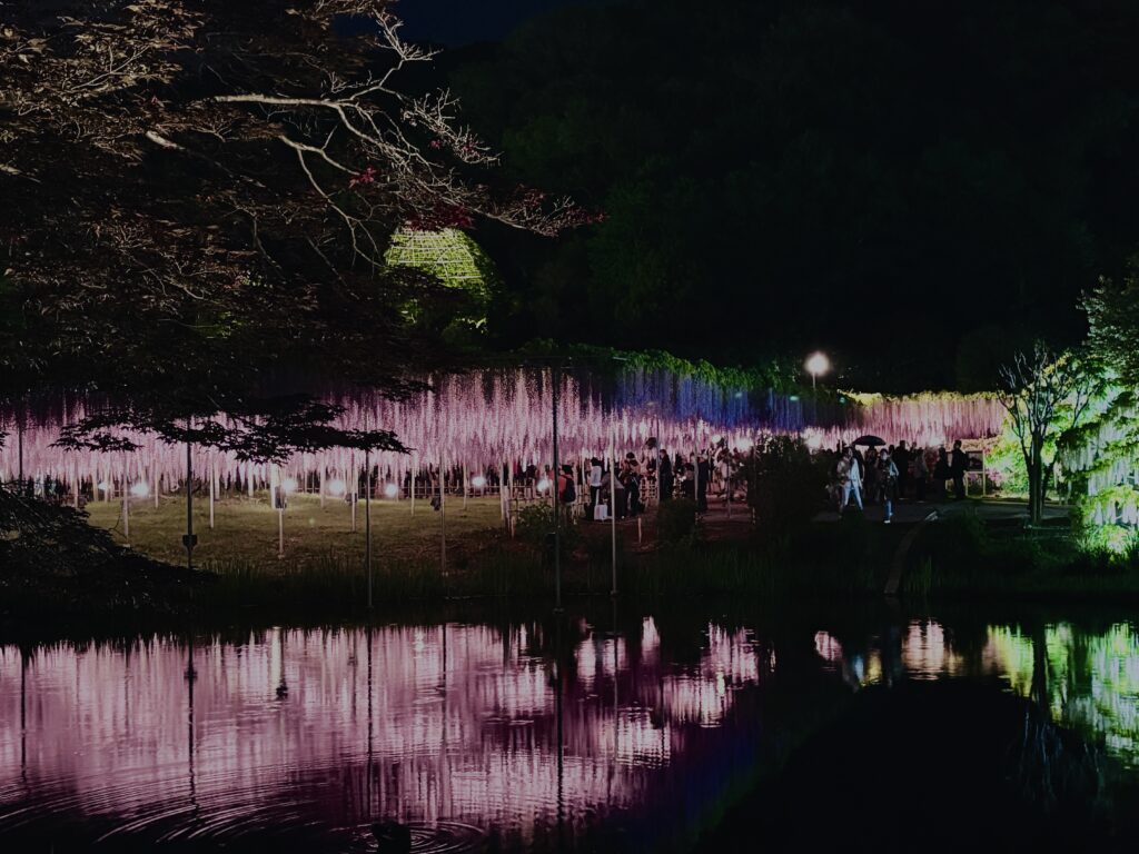 藤