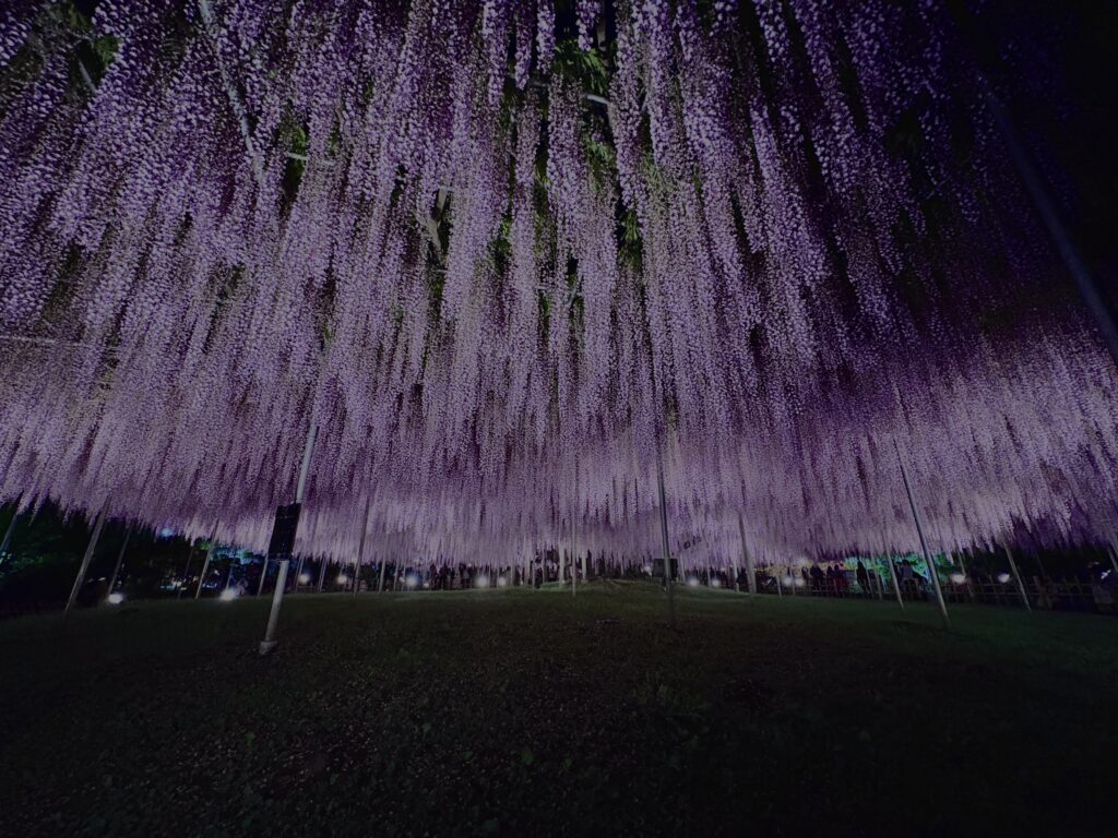 藤