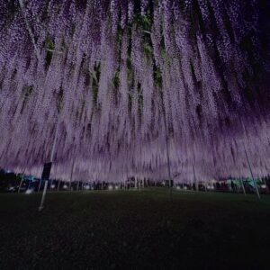 藤
