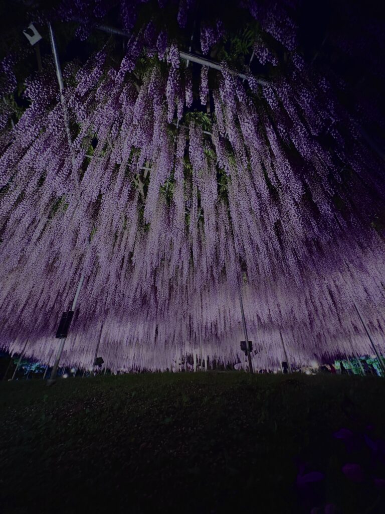 藤,