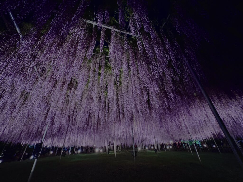 藤,藤棚,マメ科,ツル,花,木,