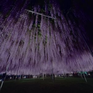 藤,藤棚,マメ科,ツル,花,木,