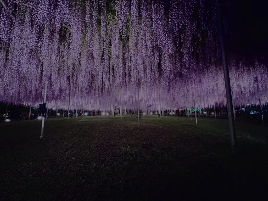 藤