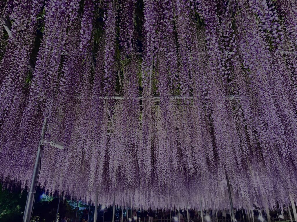 藤棚,