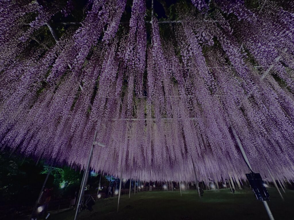 藤棚