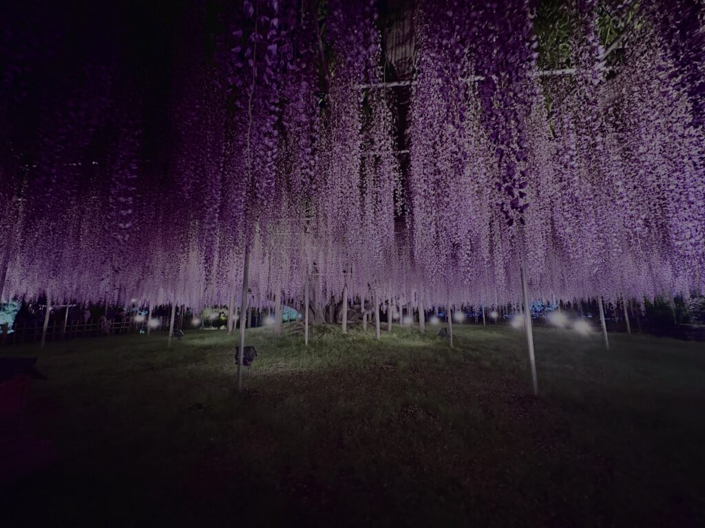 藤