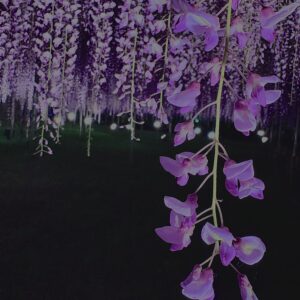 藤棚